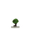 Awakened Shrub - Ghost Light - #08